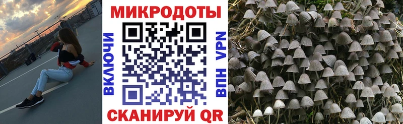 где найти   Пионерский  Псилоцибиновые грибы Psilocybine cubensis 